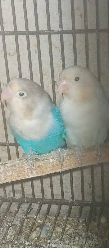 love bird pairs for sale 8