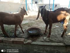 Bakra and bakri sale