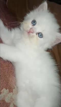 Persian kitten