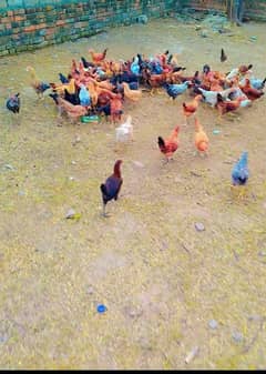 Desi chicken for sale