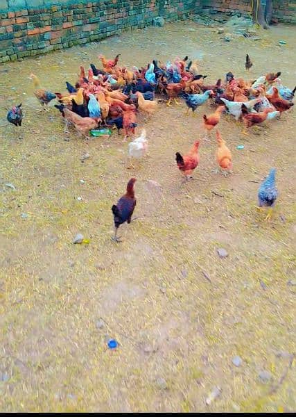 Desi chicken for sale 0