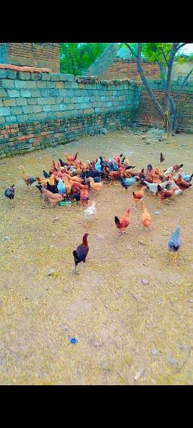 Desi chicken for sale 1