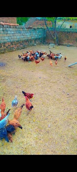 Desi chicken for sale 2