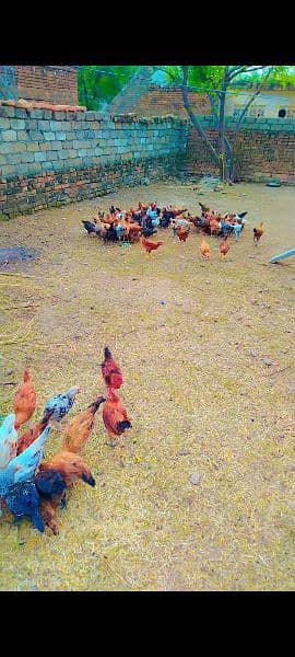 Desi chicken for sale 3