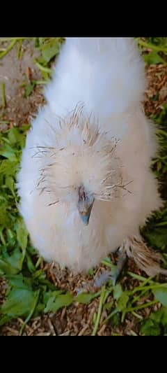 white silky breeder female for sale location Faisalabad khurrianwala