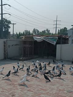 Mix pigeons for sale 0