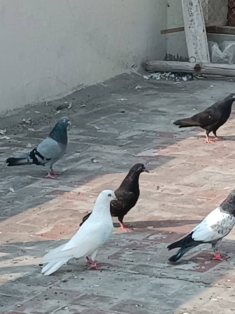 Mix pigeons for sale 3