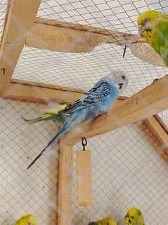 King size Budgie Parrots ( Breeder pair )