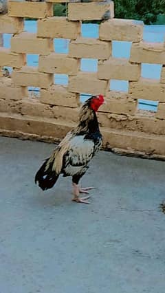 high quality aseel breeder murga for sale price kam hojae gii