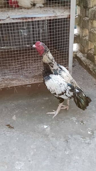 high quality aseel breeder murga for sale 2