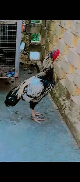 high quality aseel breeder murga for sale 4