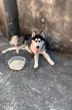 siberian husky male for sale/exchange 0