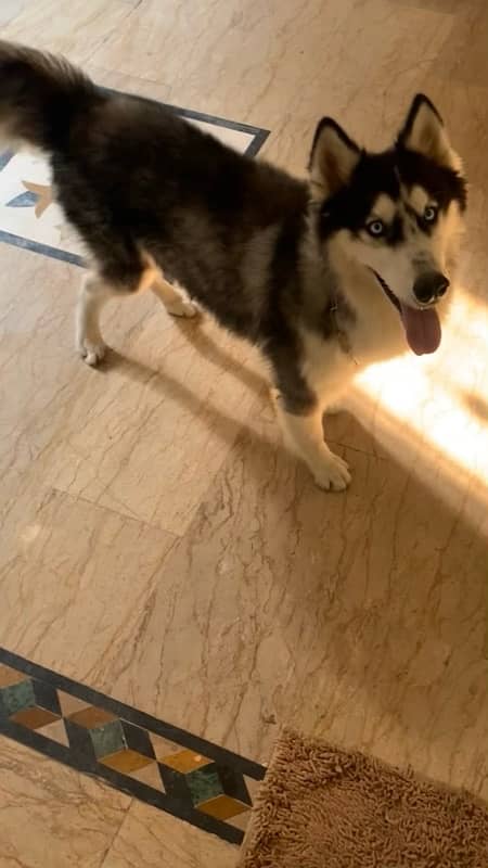 siberian husky male for sale/exchange 1