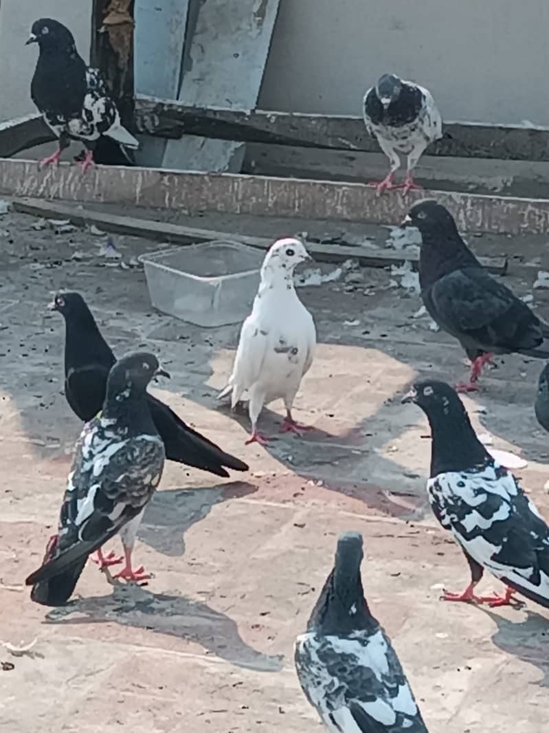 Mix pigeons for sale 6