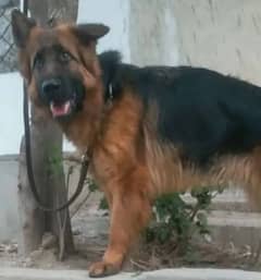 German Shepherd long coat females