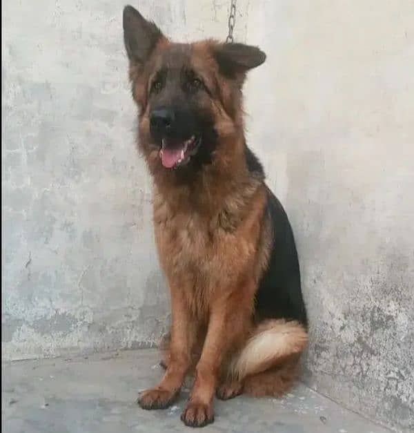 German Shepherd long coat females 1