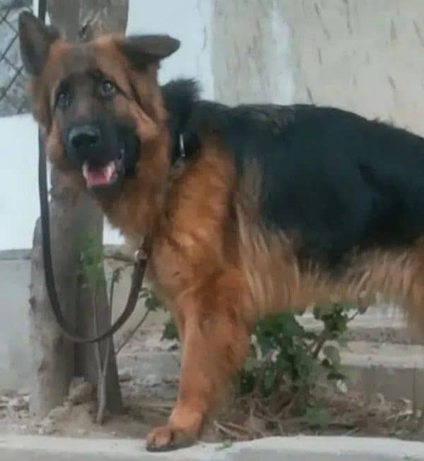 German Shepherd long coat females 2