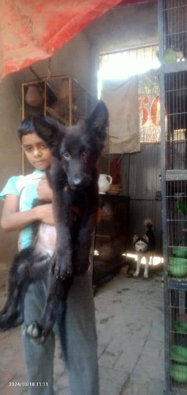 German Shepherd long coat females 4