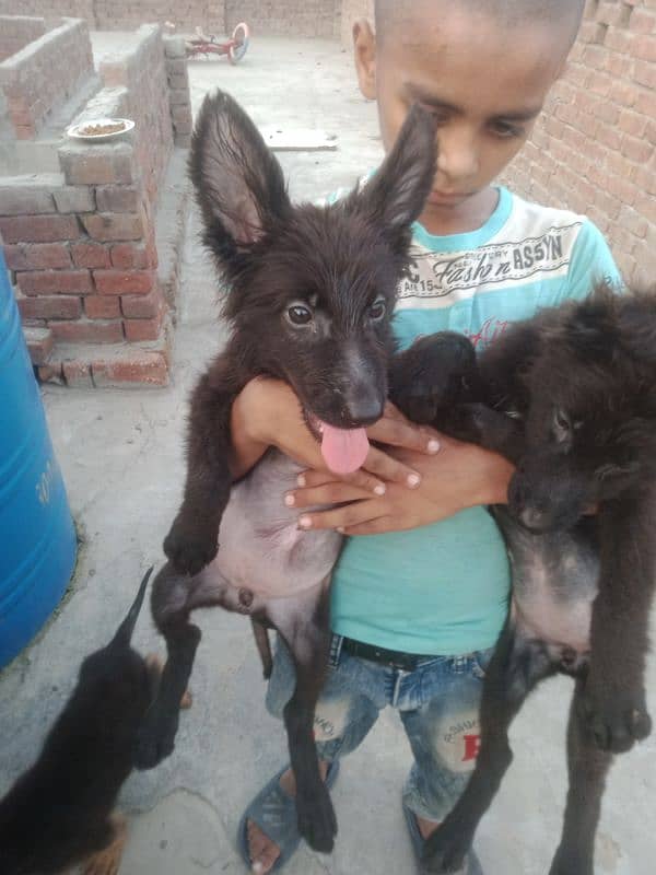 German Shepherd long coat females 5