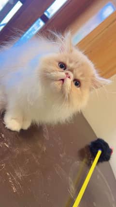 Persian peke male