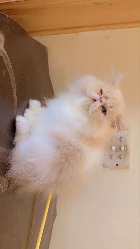 Persian peke male 3