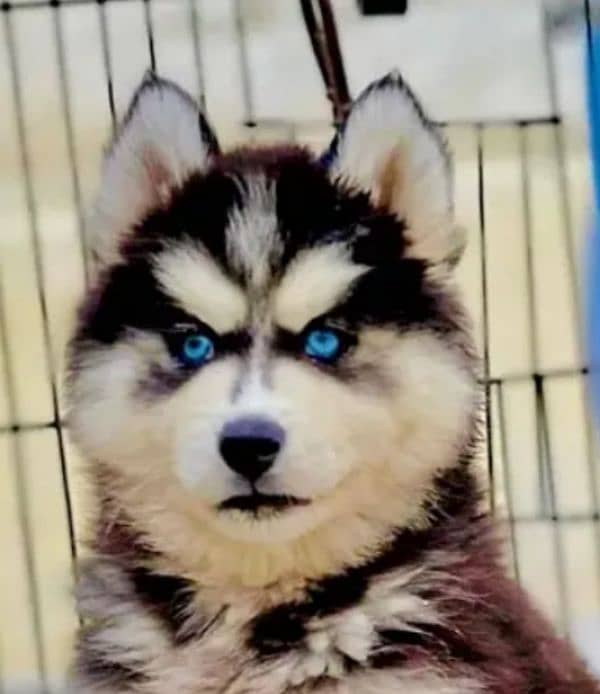 Siberian husky puppies 03258927017  WhatsApp number 3