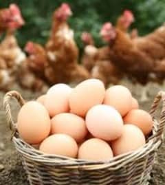 Fresh Desi eggs available