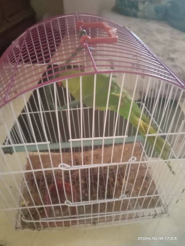 parrot 2