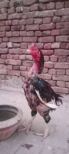 high quality aseel breeder murga bird 03030254322