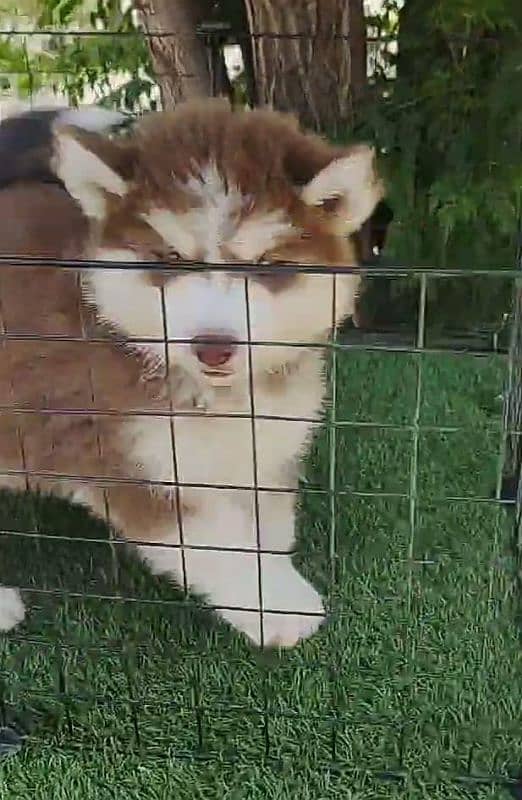 Siberian husky puppies 03258927017  WhatsApp number 2