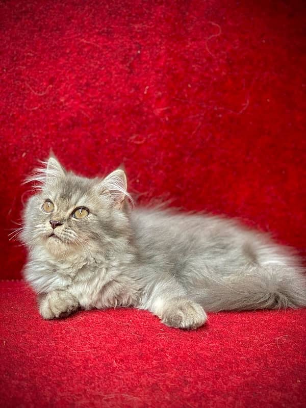 long coated male kitten 3