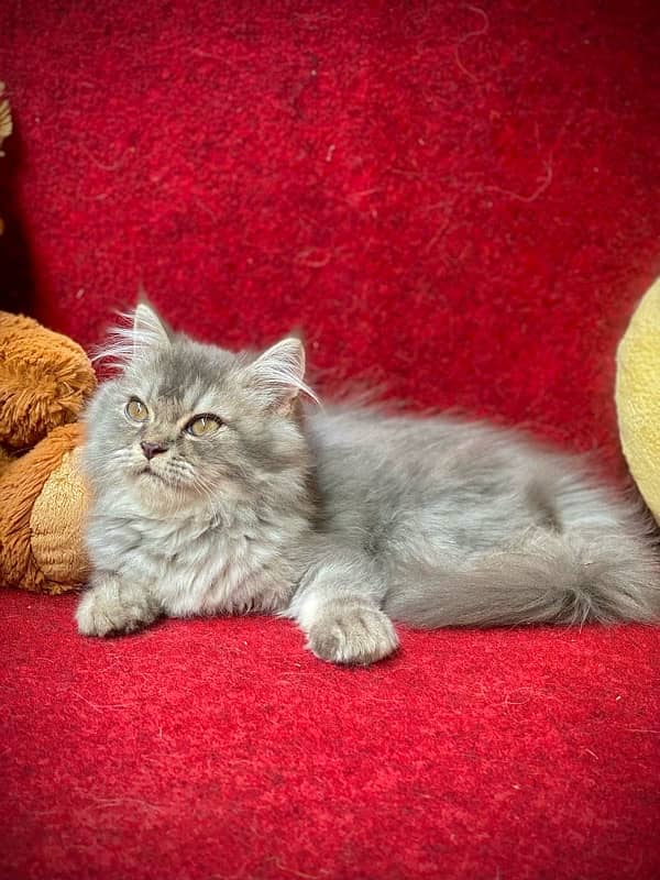 long coated male kitten 4