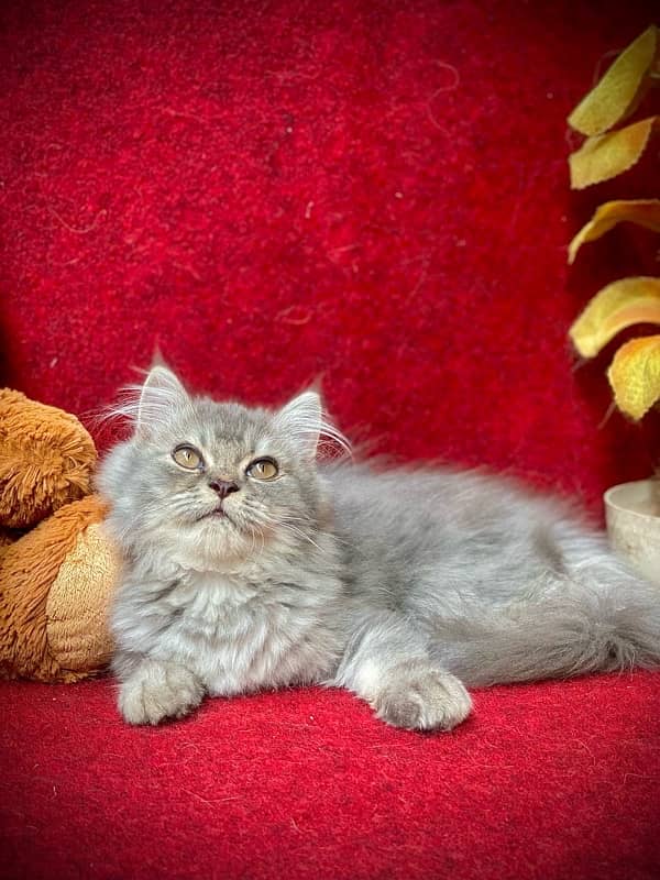 long coated male kitten 5