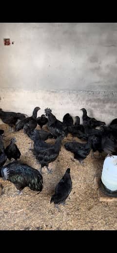 ayam cemani hens murghi Fresh Breeder Eggs Laying available