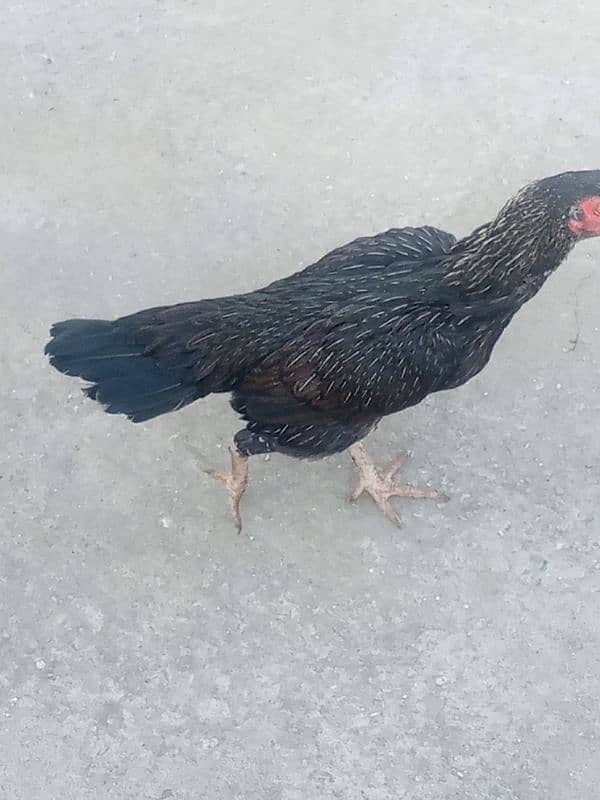 aseel black and other hen 1 year age hens sale 0