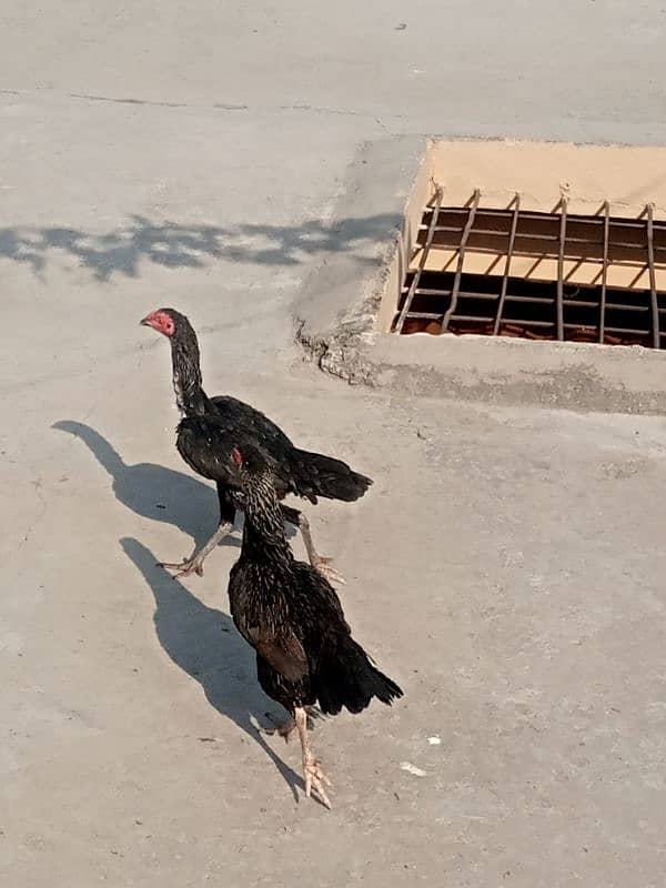 aseel black and other hen 1 year age hens sale 1