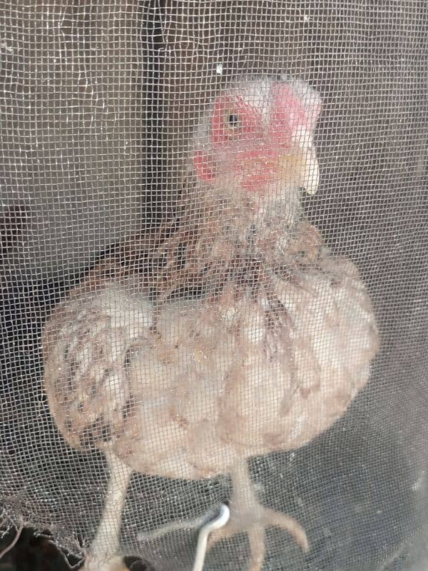 aseel black and other hen 1 year age hens sale 2