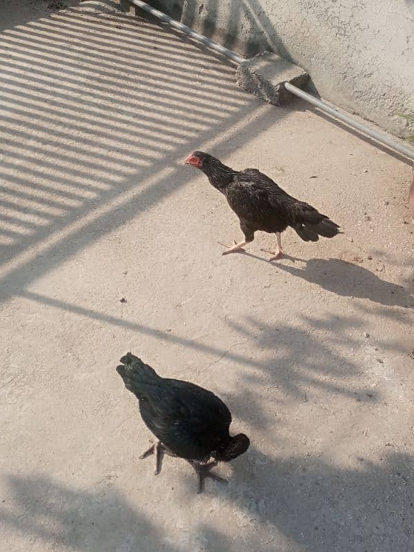 aseel black and other hen 1 year age hens sale 3