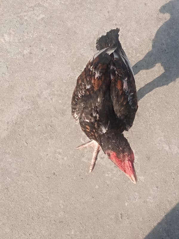 aseel black and other hen 1 year age hens sale 4