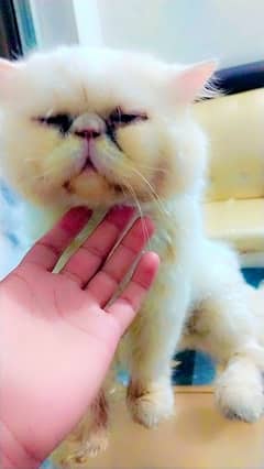 Persian piki face male and punch face female for sale odd eye