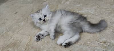 Siberian Persian triple coated female cat, blue eyes