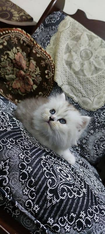 Siberian Persian triple coated female cat, blue eyes 1