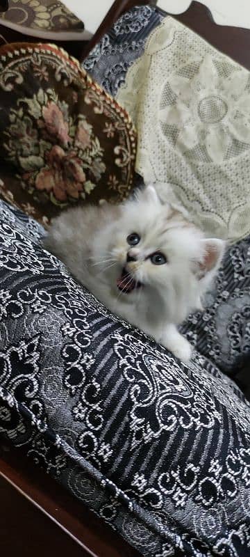 Siberian Persian triple coated female cat, blue eyes 2