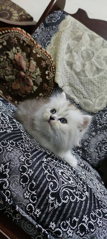 Siberian Persian triple coated female cat, blue eyes 3