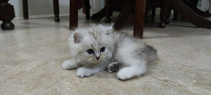 Siberian Persian triple coated female cat, blue eyes 4