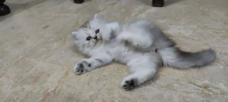 Siberian Persian triple coated female cat, blue eyes 6