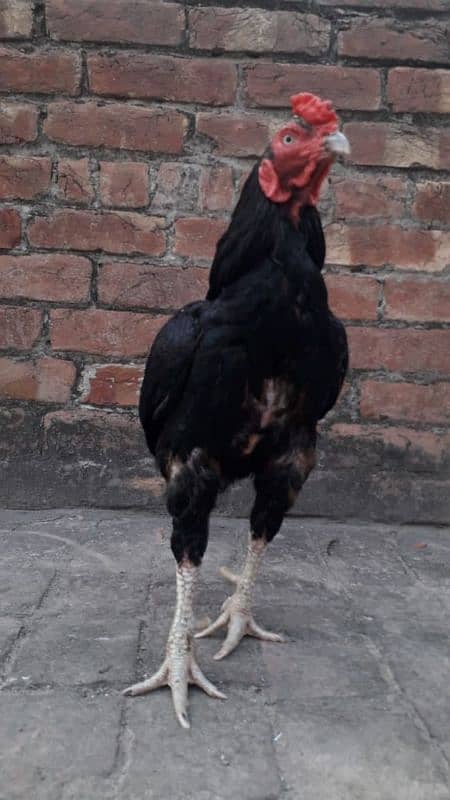 aseel pair for sale mianwali breed 6