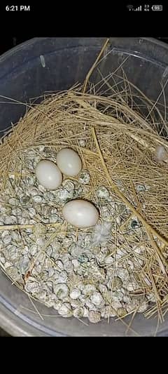 diamond pied dove for sale in trio set with three eggs