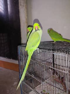 kids hand tamed parrots 9 months age