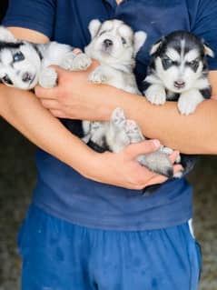 husky puppies 0